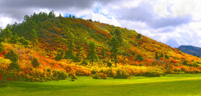 Hill with scrub oaks 