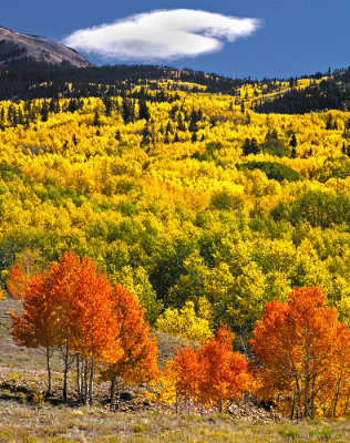 Red aspens at upper ranch 