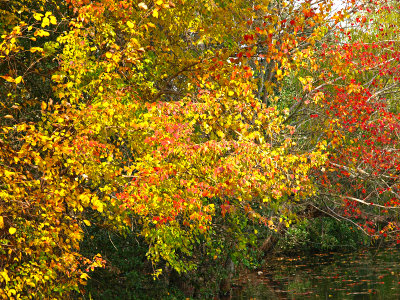 Yellow and red 