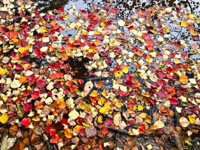 Cedar Elm leaves 