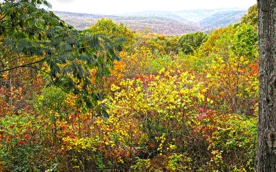 Ozark landscape 
