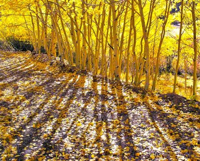 Aspen and shadows 