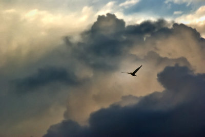 Egret in clouds 