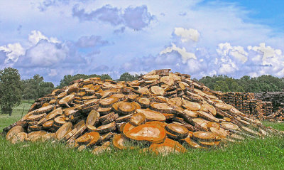 Wood pile on road to Praha 