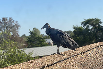 Buzzard on my roof, Red Rock, TX 