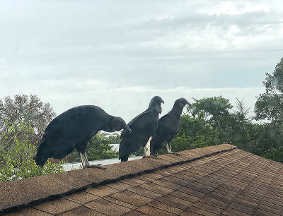 3 Buzzards on my roof, Red Rock, TX