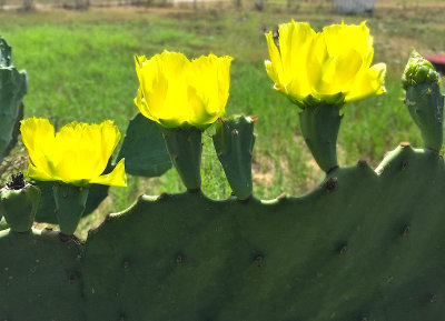 Cactus blooms in my front yard 
