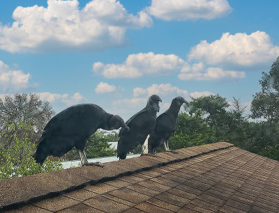 3 Buzzards on my roof, Red Rock, TX