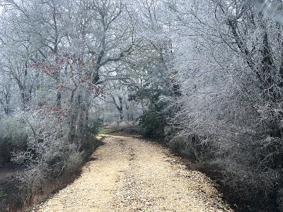 Ice on trees on road over the forg pond dam.