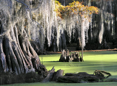 Lake and Swamp