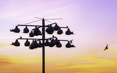 Wayne's purple martin heads home.jpg