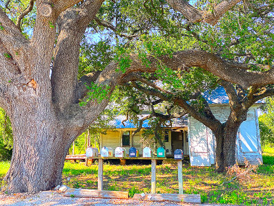 Tree at the edge of a rural road, mail boxes, and house, Rosanky, TX