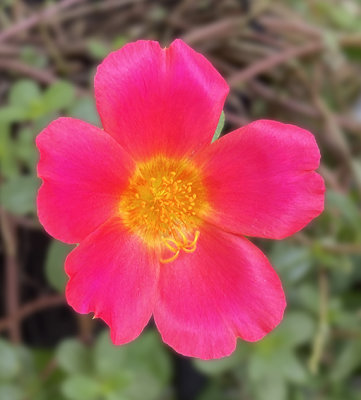 Central Texas Wildflowers