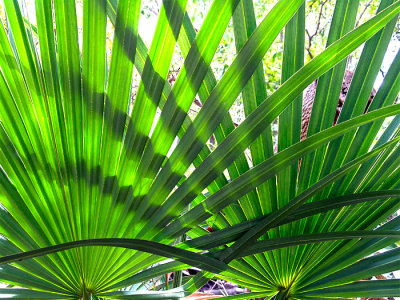 Palmetto palms