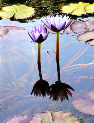 Two water lilies, Zilker Botanical Garden