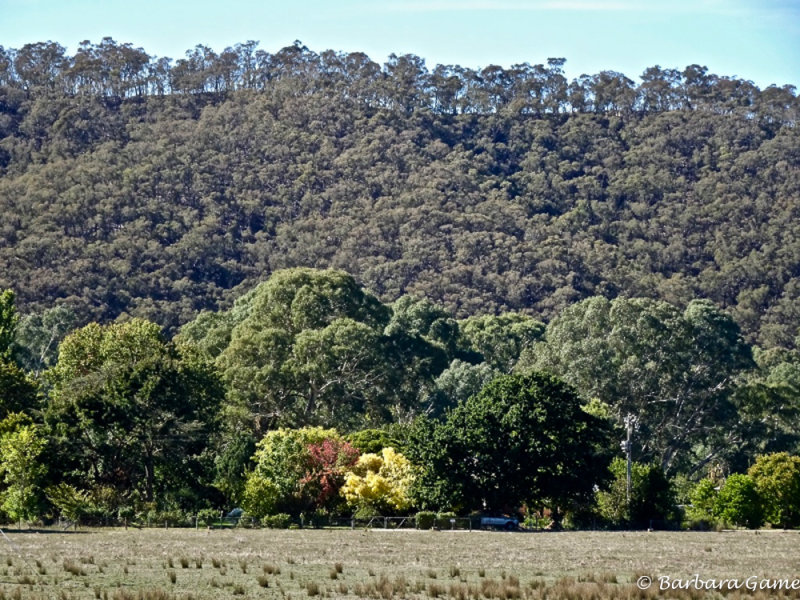View across the paddocks, a touch of autumn, 2019