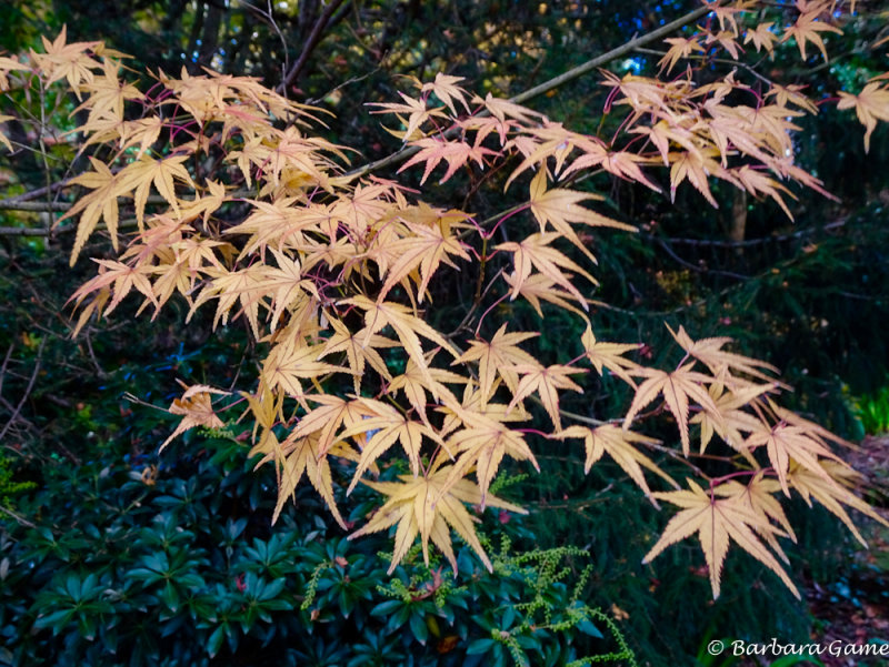 Japanese Maple highlighted by sun in a shady corner