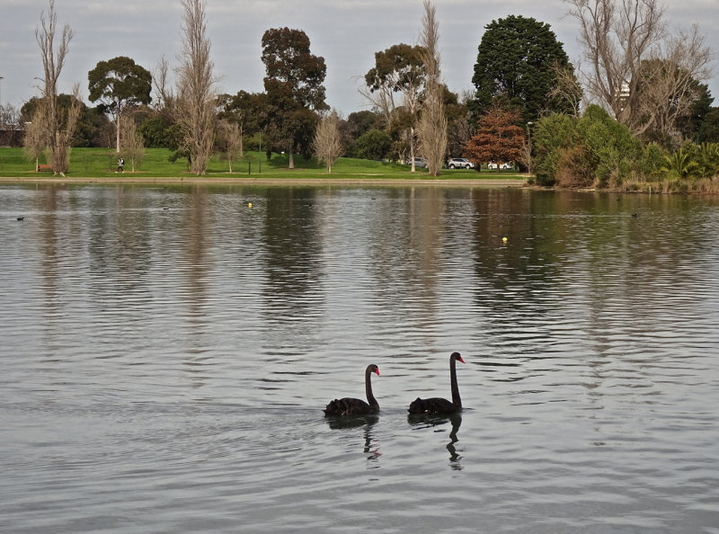 Peaceful pair, Albert Park Lake