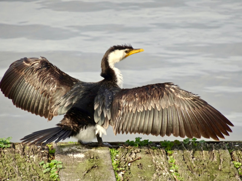 Drying his wings ... a cormorant at Albert Park Lake.