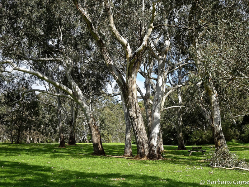 River gums by the Yarra River