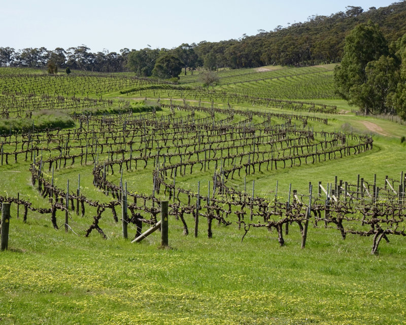 Vines, Sevenhill Cellars, Sevenhill