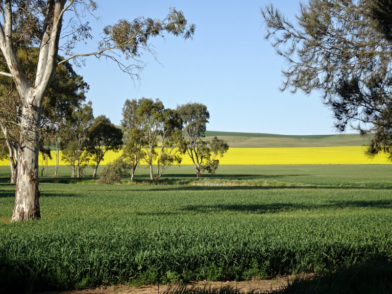 Country landscape, Burra to Clare road