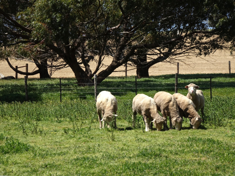 We are already shorn and feeling cooler