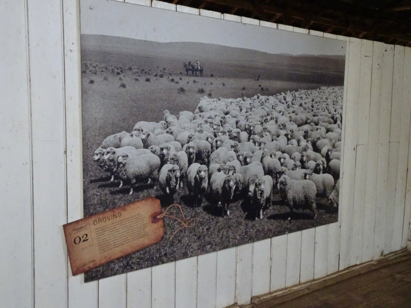 Photographic display of the past in the woolshed