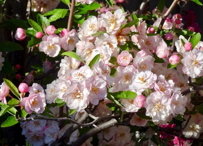 Apple blossom, our garden