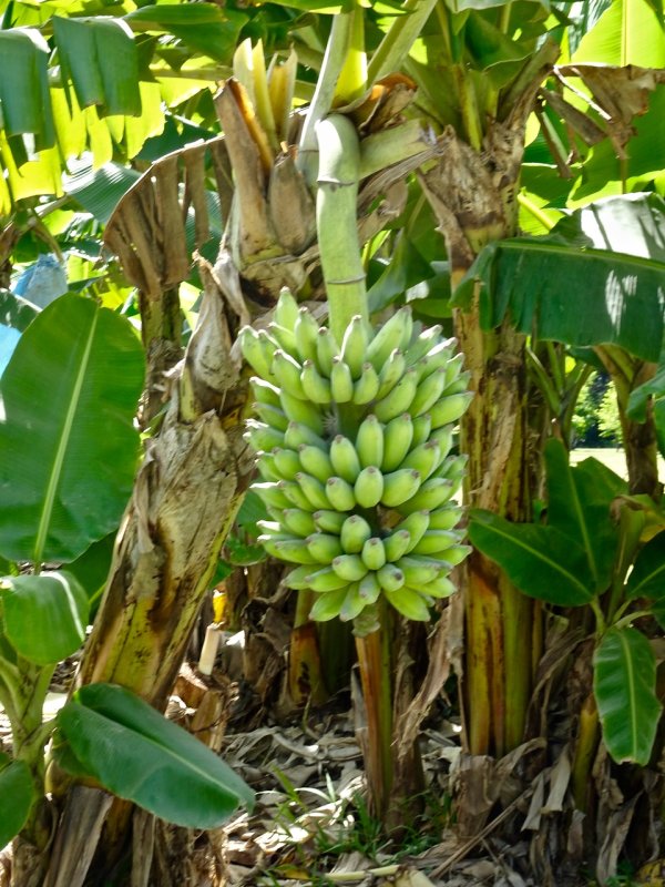 Bananas ripening at the Tropical Fruit Orchard