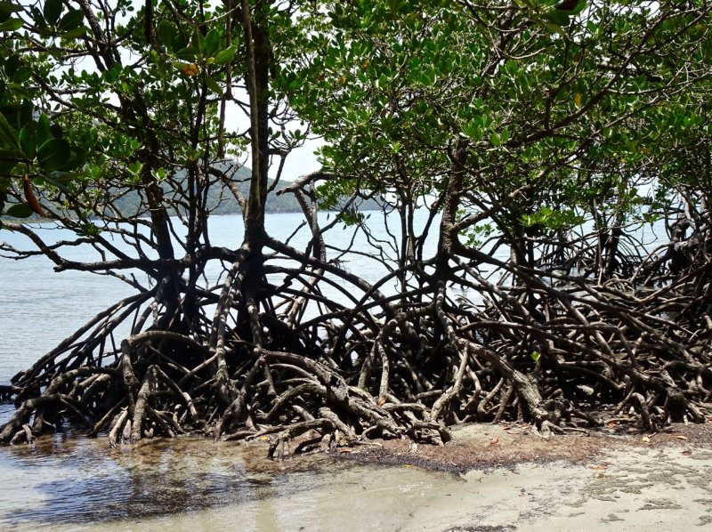 Mangroves, Cape Tribulation