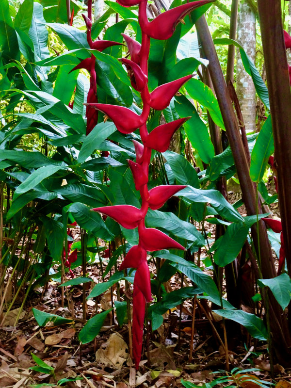 Tahitian Ginger, Cairns Botanical Gardens