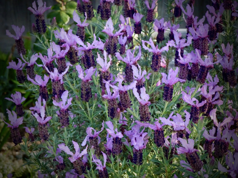 Italian Lavender in my garden
