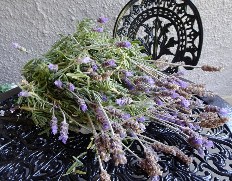 French lavender, harvested