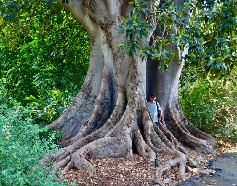 Dwarfed by a mighty Moreton Bay Fig - Royal Botanic Gardens