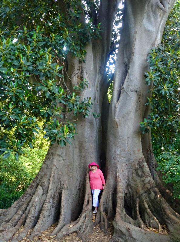 Dwarfed by a mighty Moreton Bay Fig - Royal Botanic Gardens