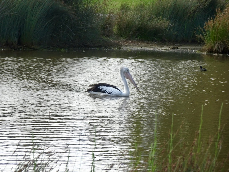 Oaklands Wetland Reserve