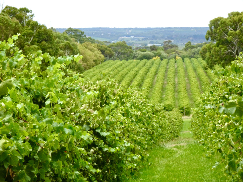 Wirra Wirra Winery