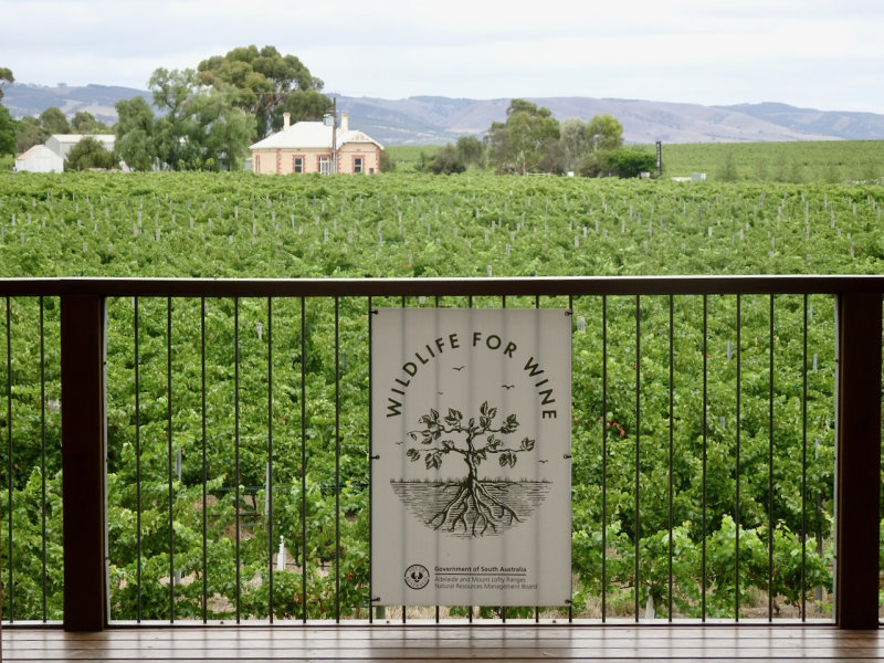 Wirra Wirra Winery