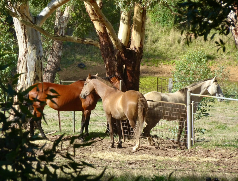 The Adelaide hills