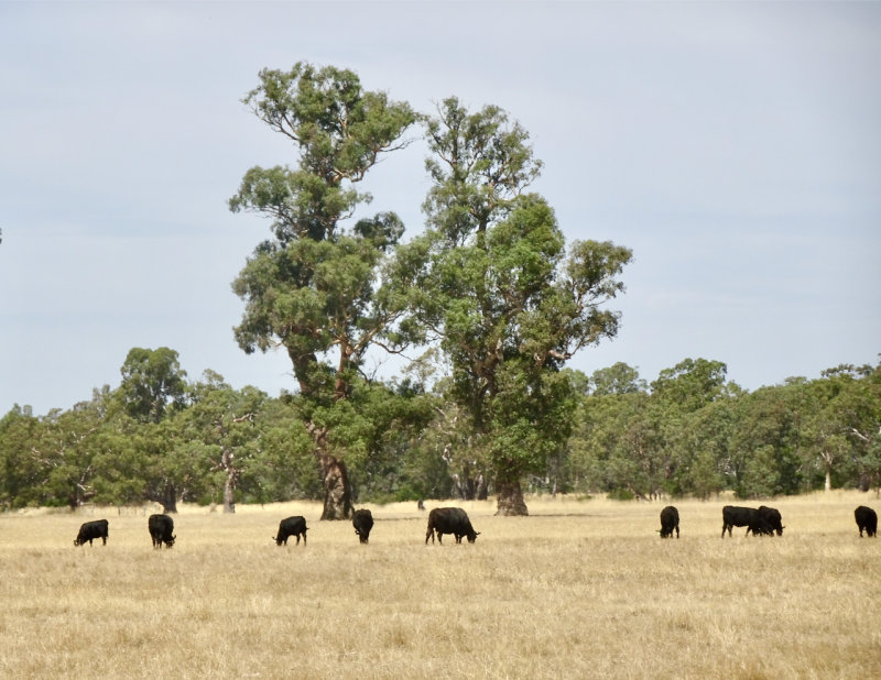 Farming country, Victoria