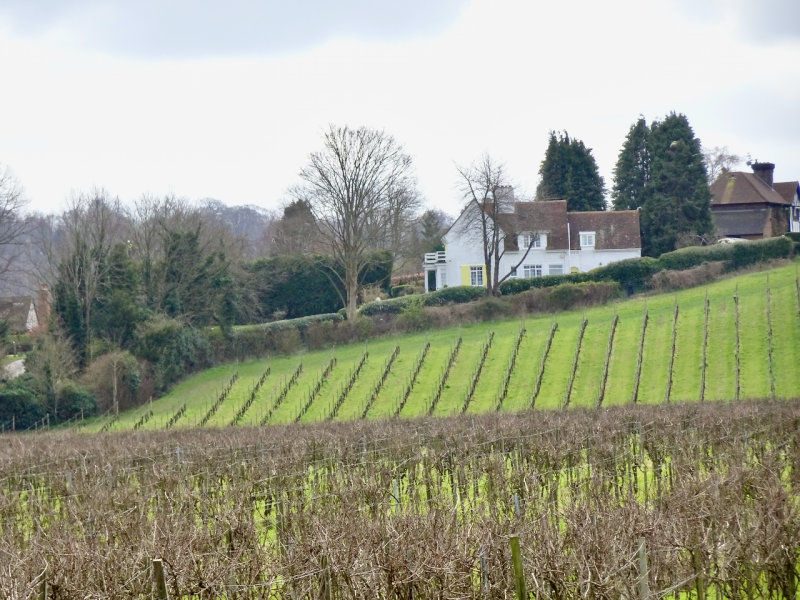 Denbies Wine Estate