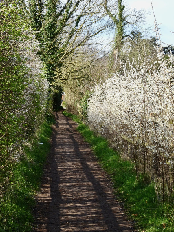 A walk from our house, Great Bookham