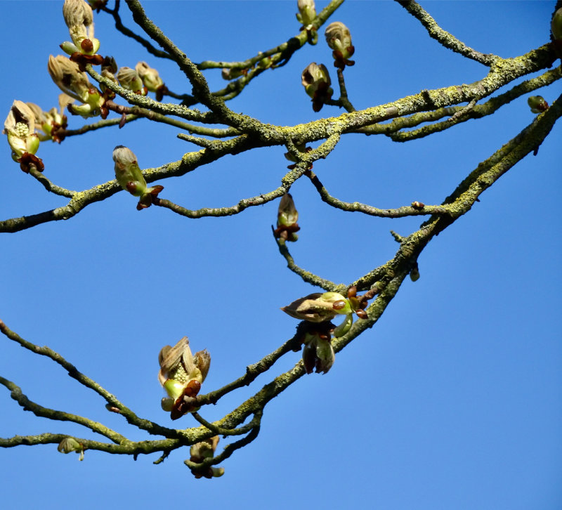 Spring buds