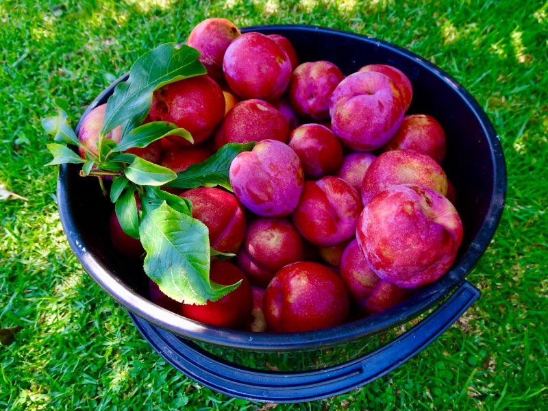 Buckets of plums