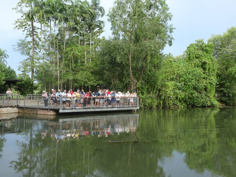 Fish feeding at Howard Springs, near the Northern Territory Quarantine Station