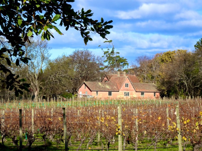 Across the vines, Holm Oak Vineyard, Rowella