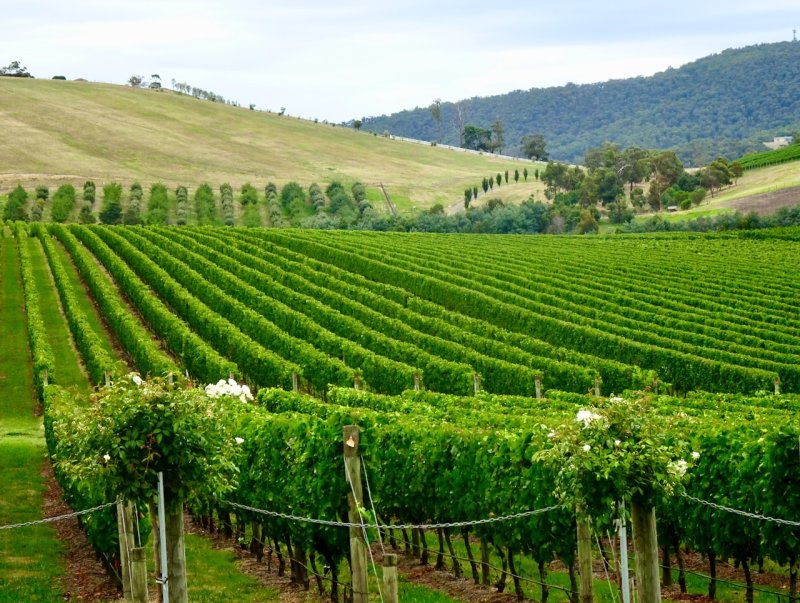 Yarra Valley wine growing area