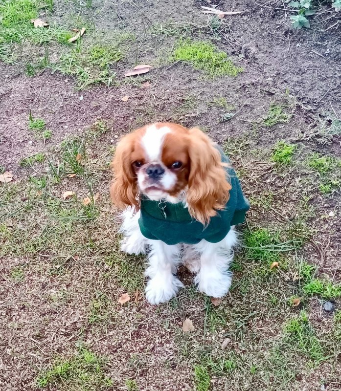 Willow, dressed for winter walks. 