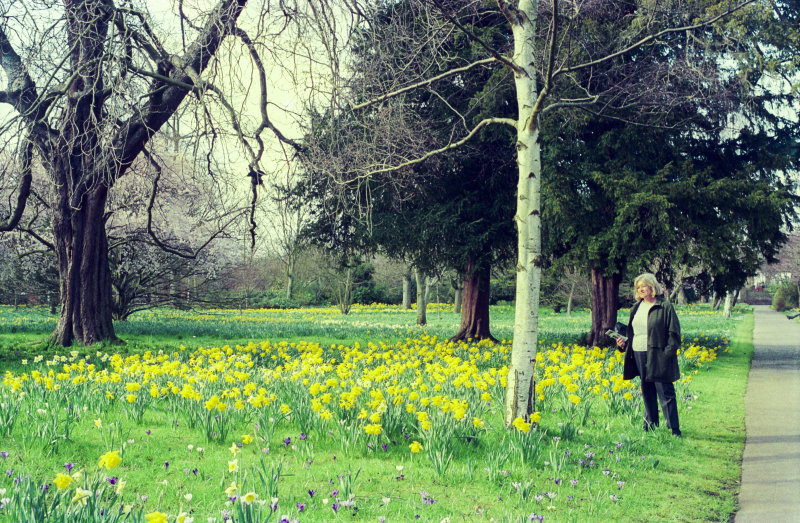Spring daffodils in Hertford